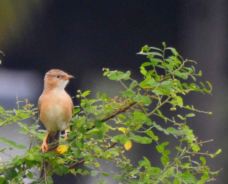 Common Babbler - ML640078084