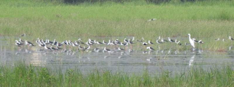 Black-winged Stilt - ML640078184