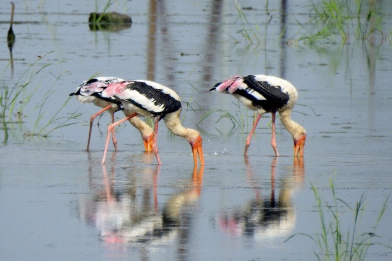 Painted Stork - ML640078190