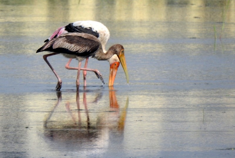 Painted Stork - ML640078192