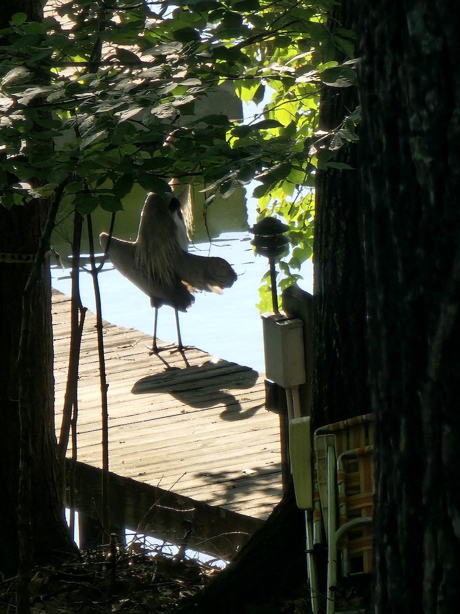 Great Blue Heron - ML640078199