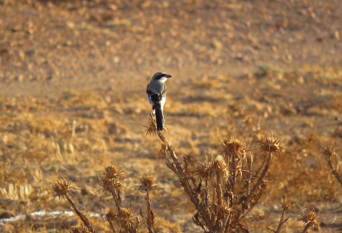Great Gray Shrike (Sahara) - ML640078200