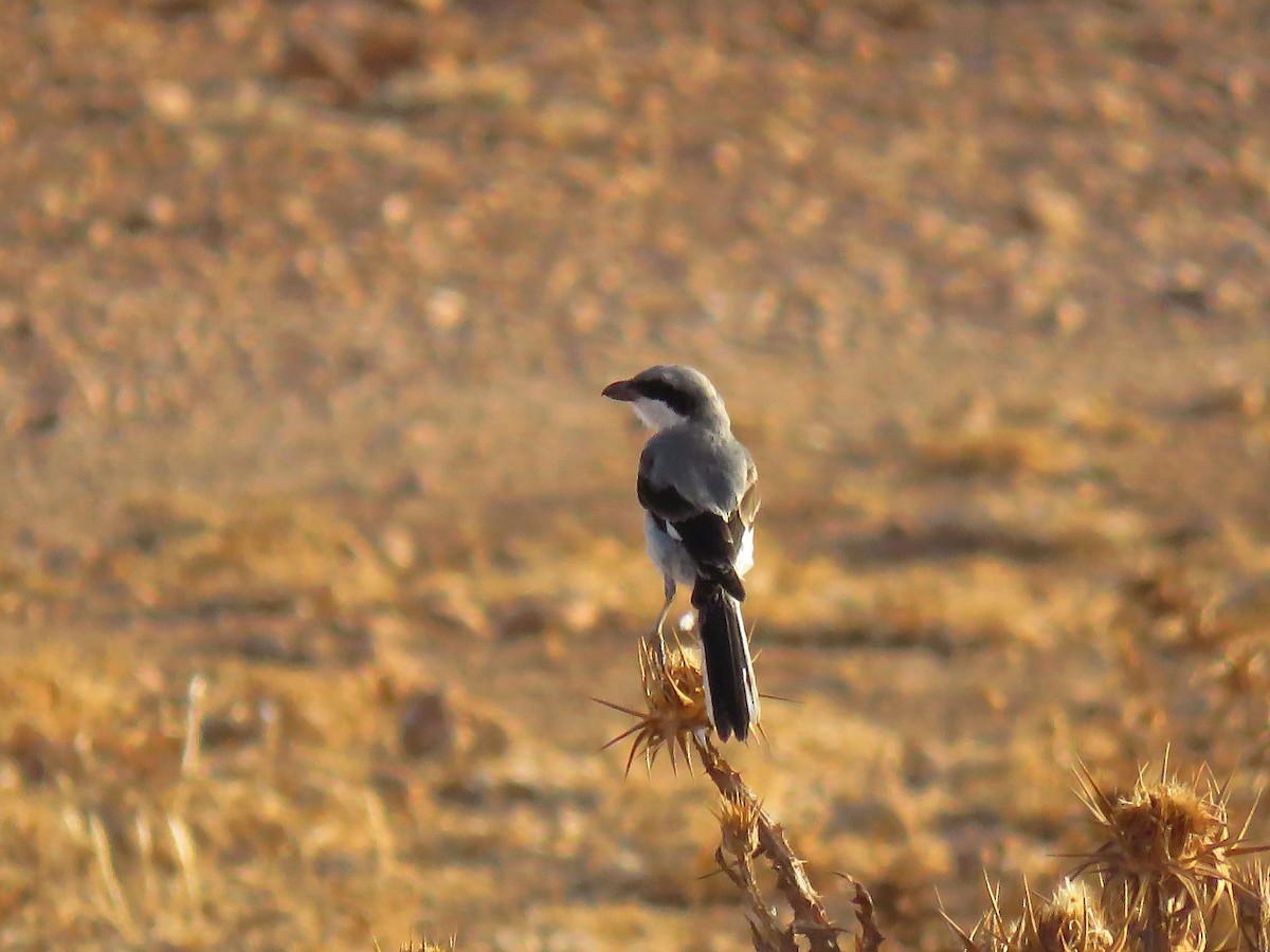 Great Gray Shrike (Sahara) - ML640078201