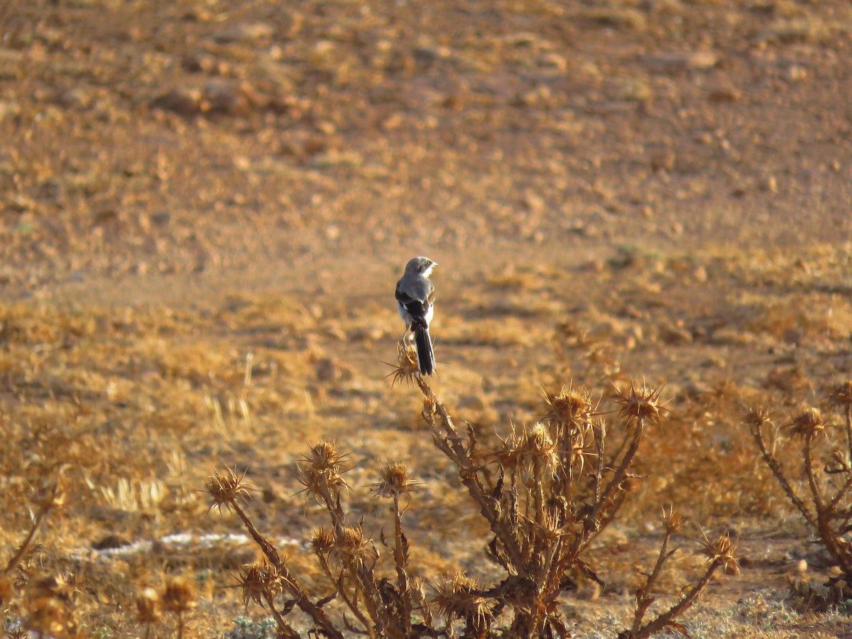 Great Gray Shrike (Sahara) - ML640078202