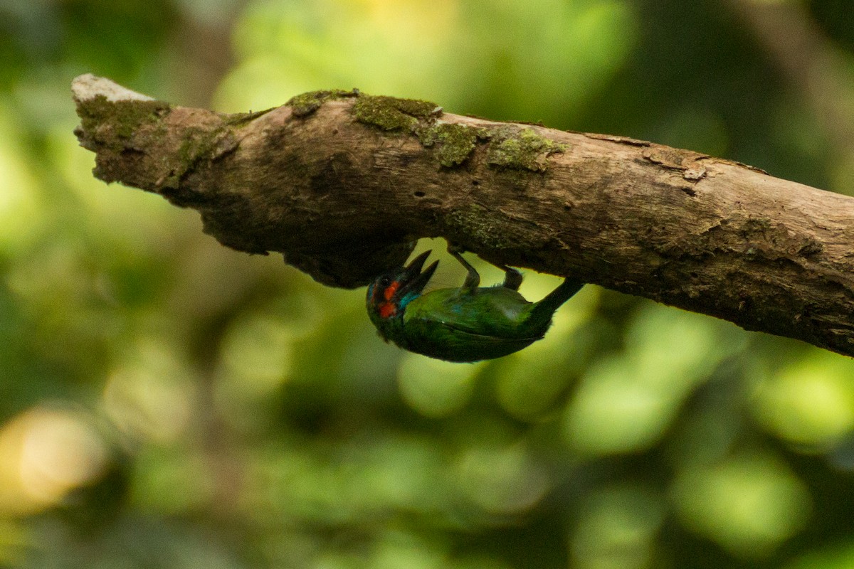 Black-eared Barbet - ML640078253