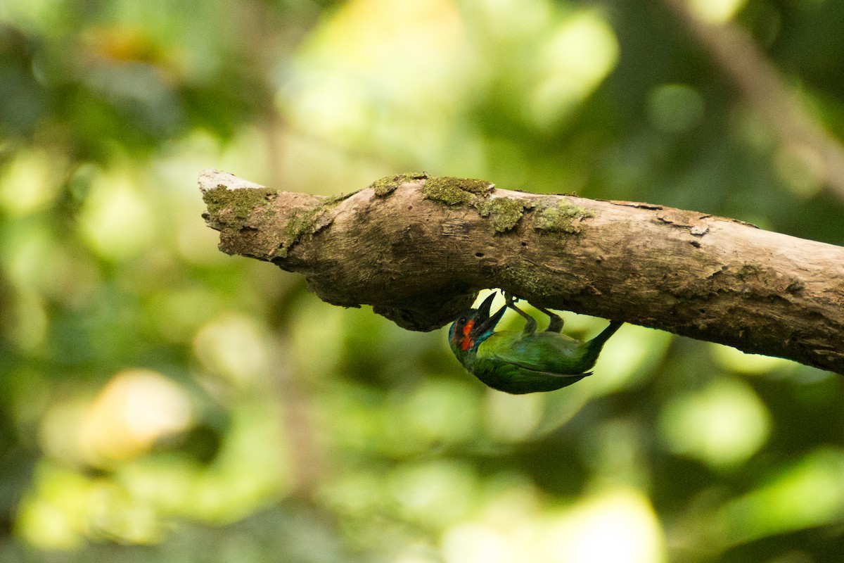 Black-eared Barbet - ML640078254