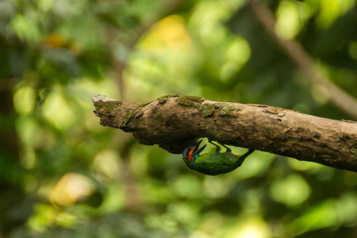 Black-eared Barbet - ML640078256