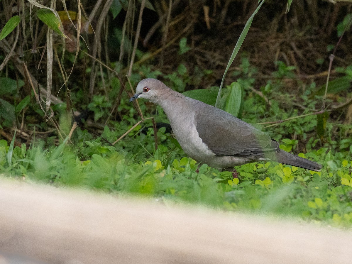 White-tipped Dove (decolor) - ML640078273
