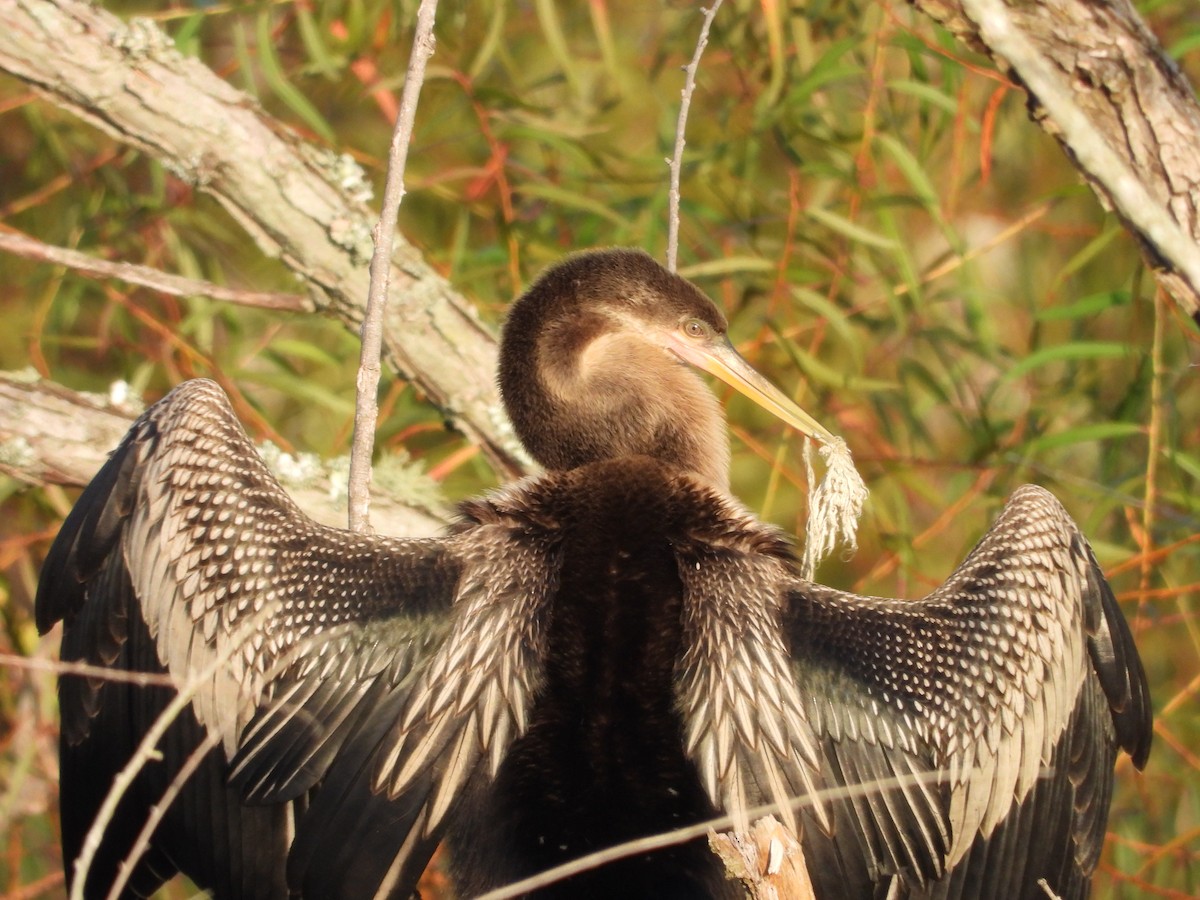 Anhinga - ML640078294