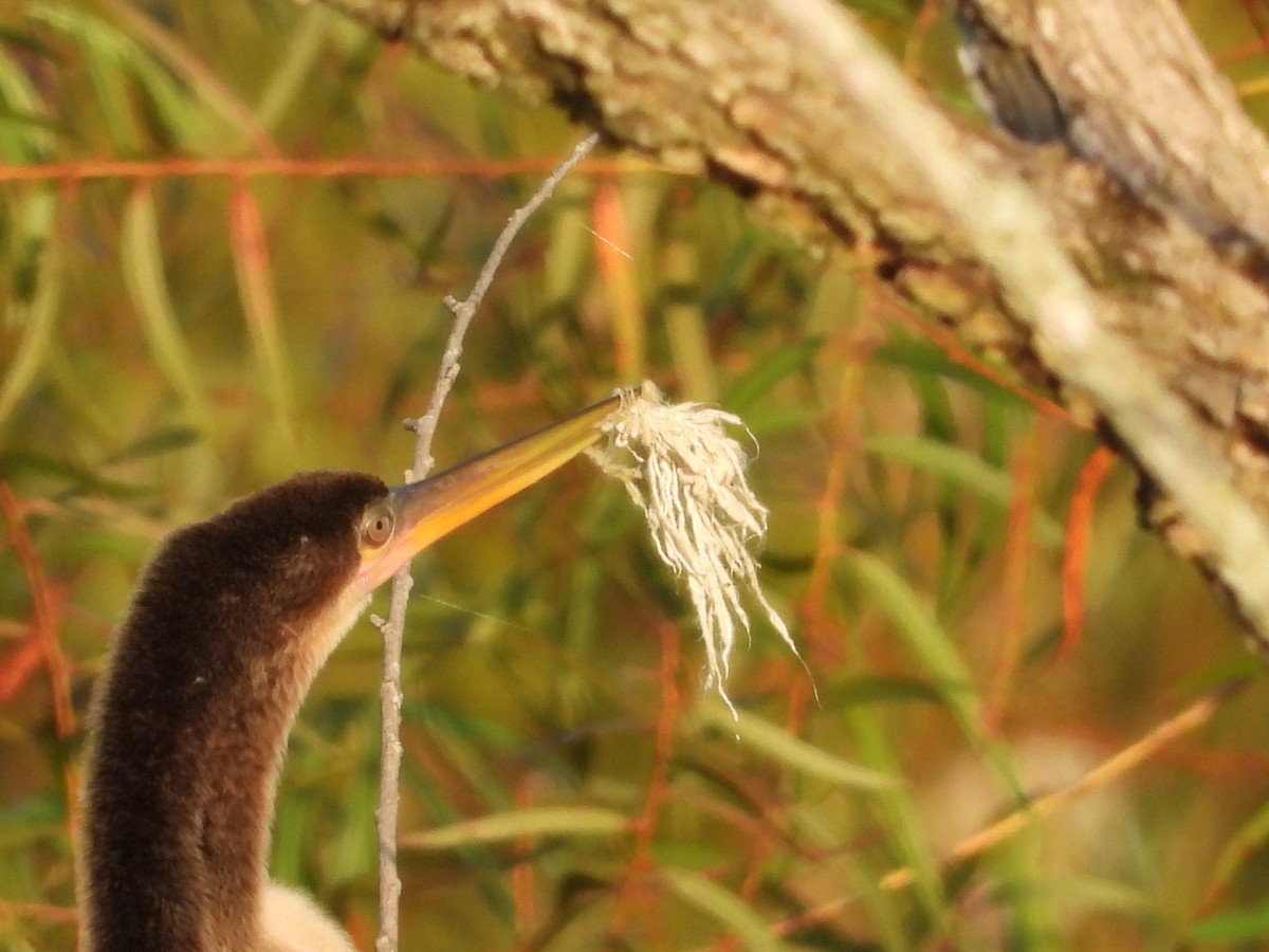 Anhinga - ML640078310