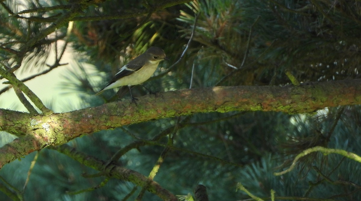 European Pied Flycatcher - ML640078340