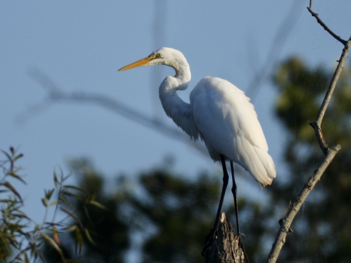Great Egret - ML640078347