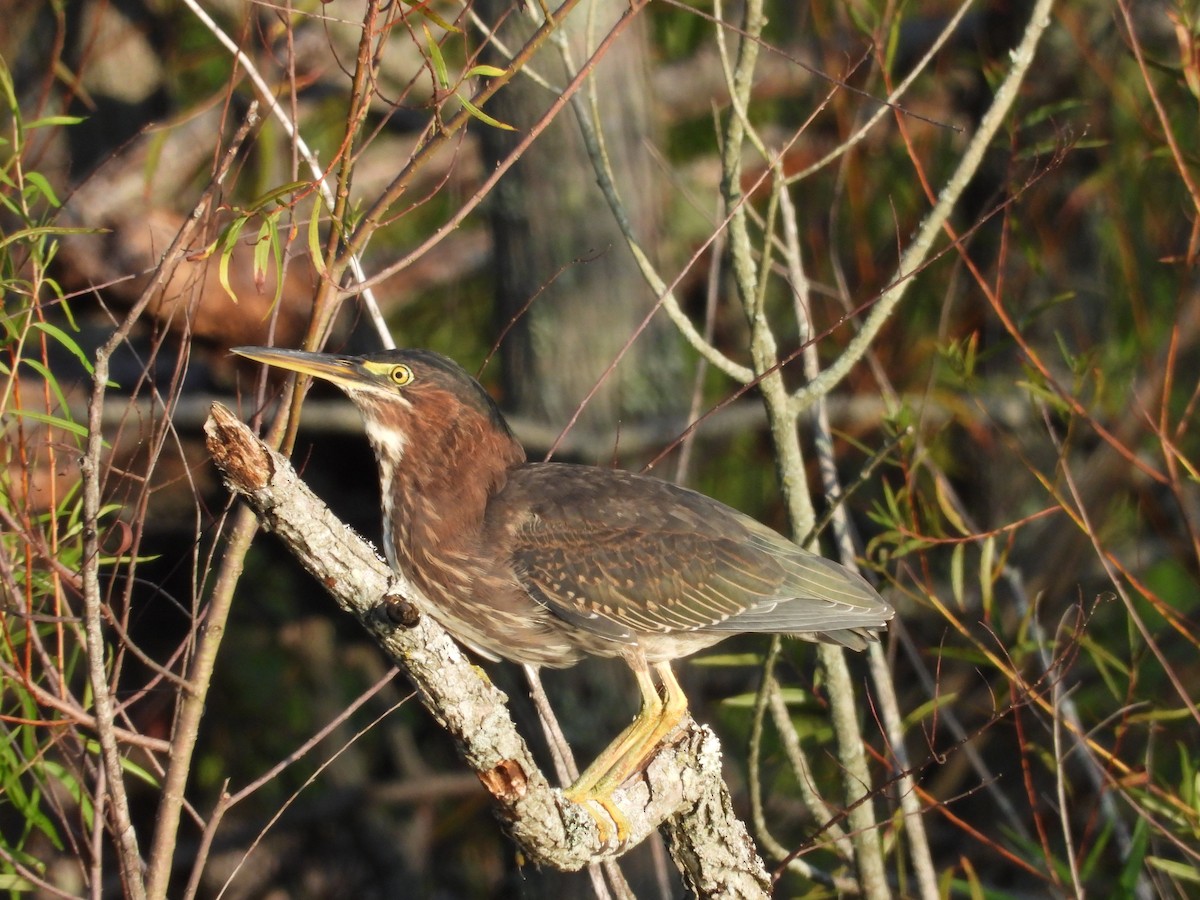 Green Heron - ML640078365