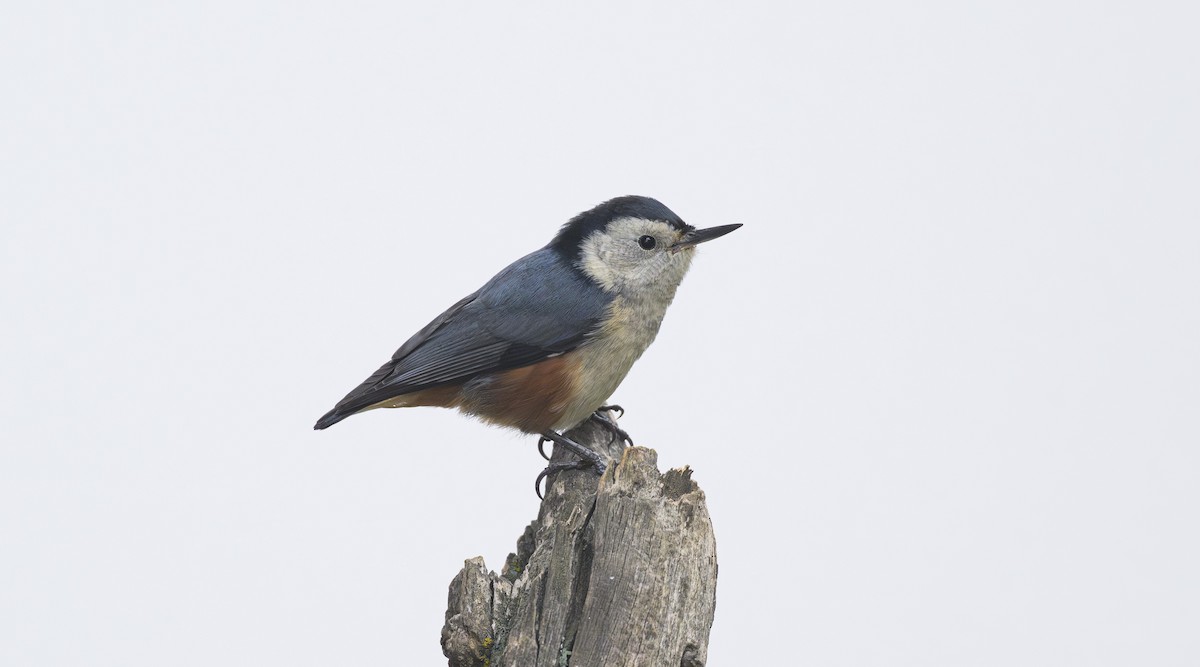 White-cheeked Nuthatch - ML640078431