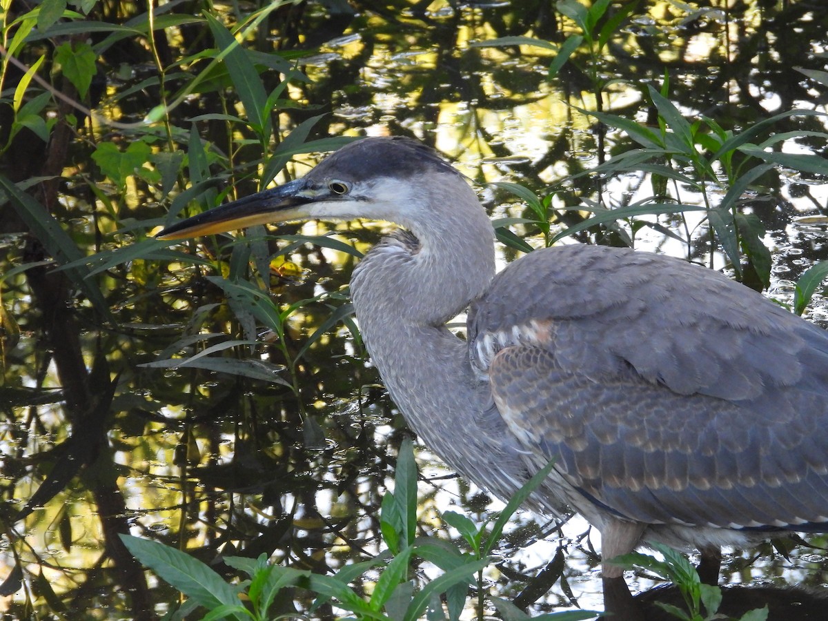 Great Blue Heron - ML640078432