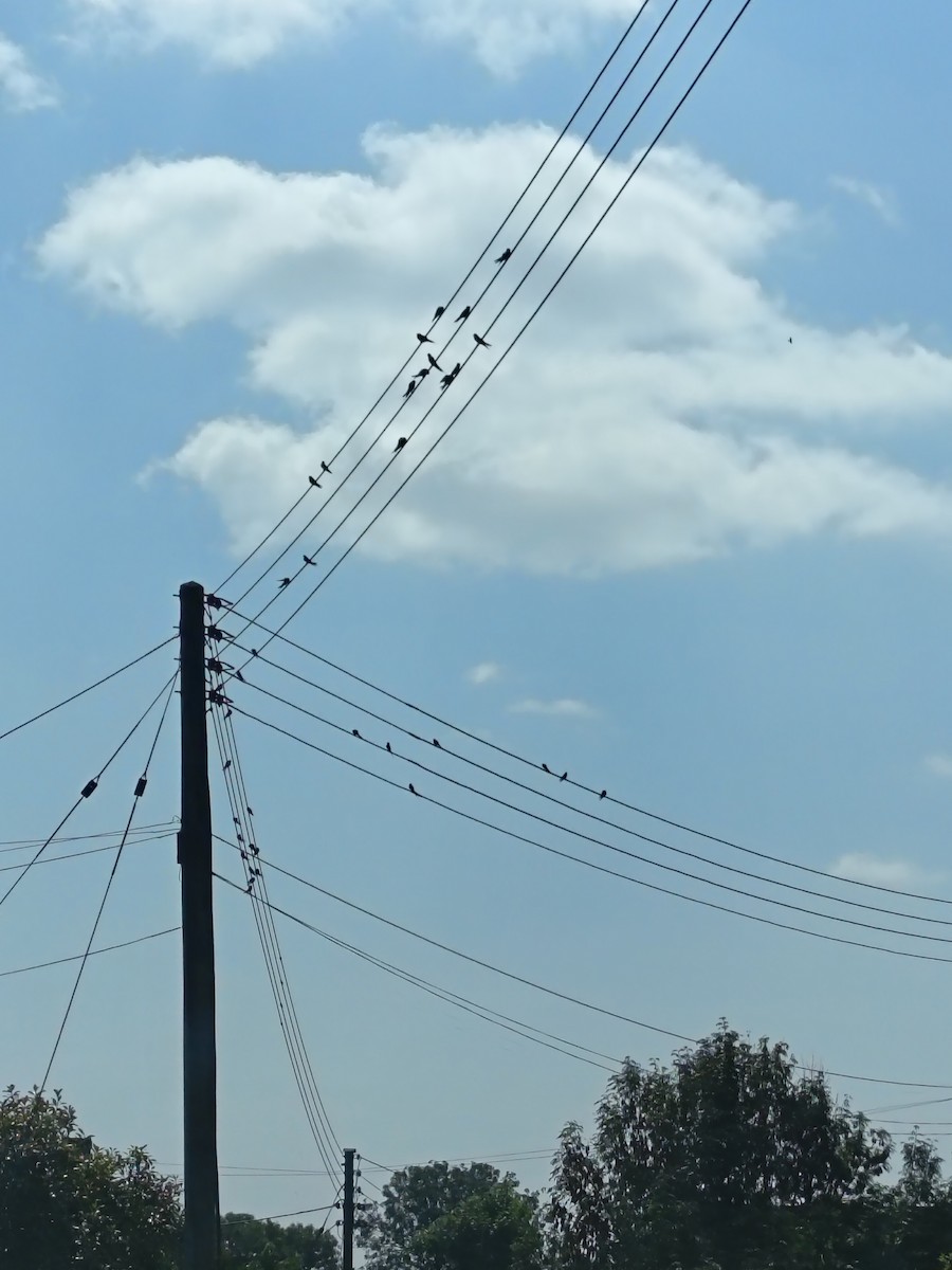 Barn Swallow - ML640078453