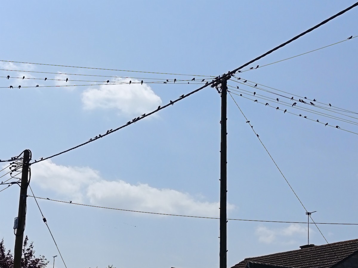 Barn Swallow - ML640078454