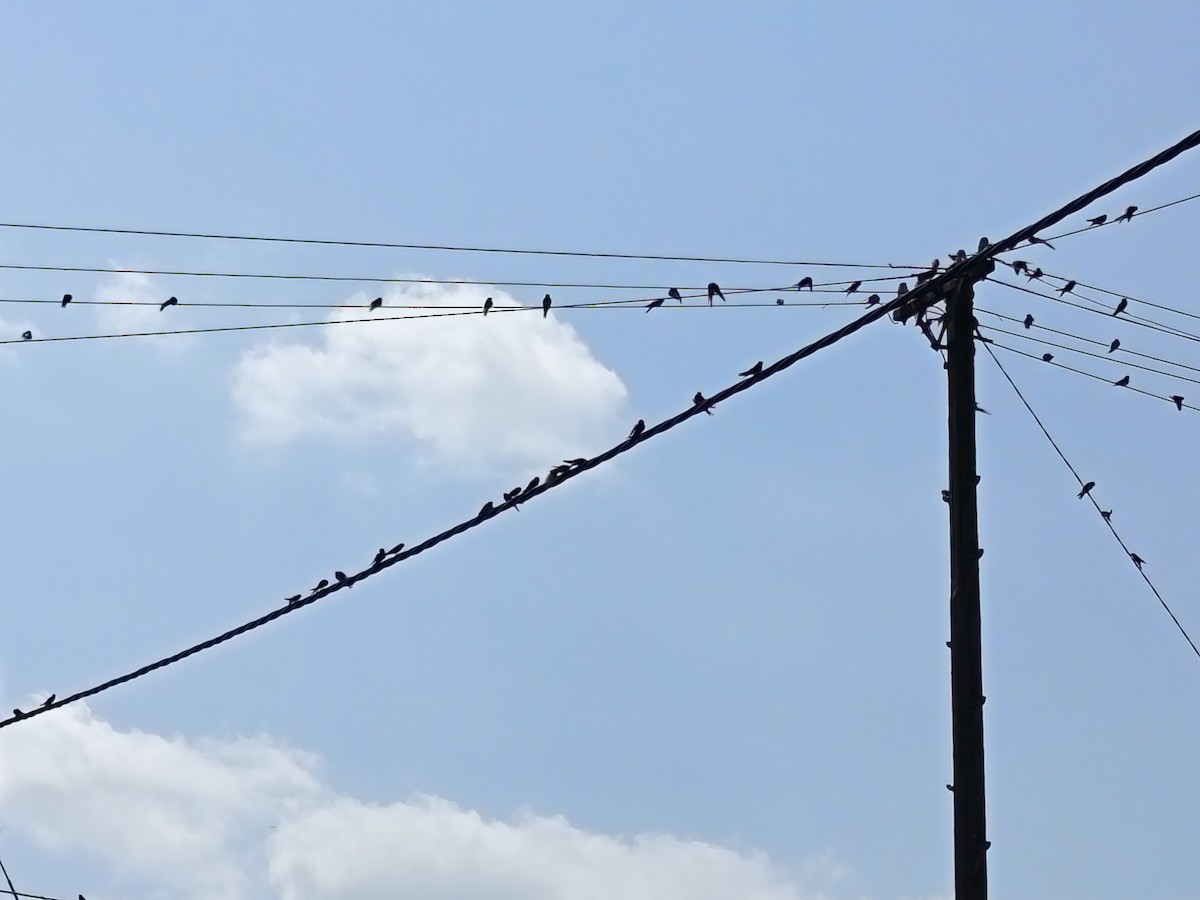 Barn Swallow - ML640078455