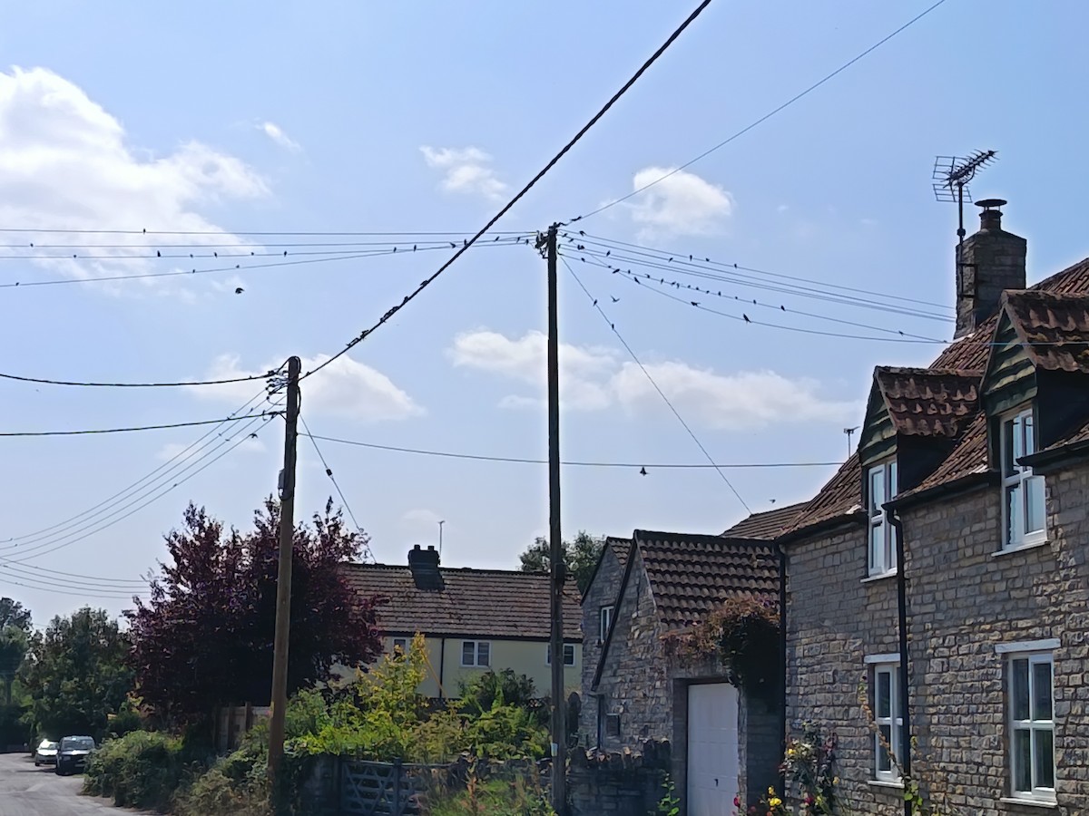 Barn Swallow - ML640078456