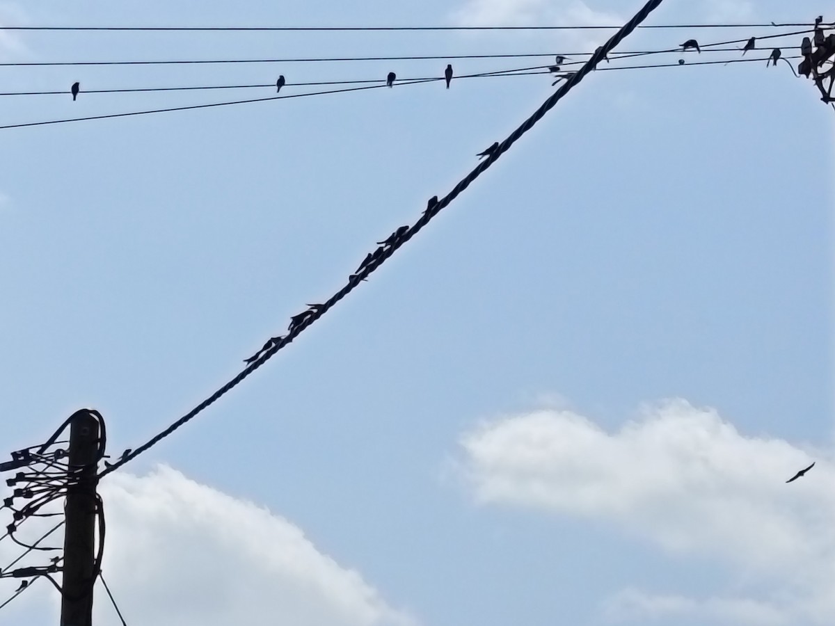 Barn Swallow - ML640078457