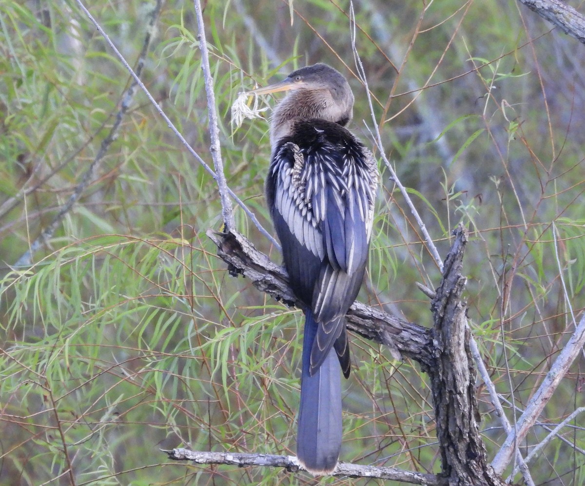 Anhinga - ML640078464