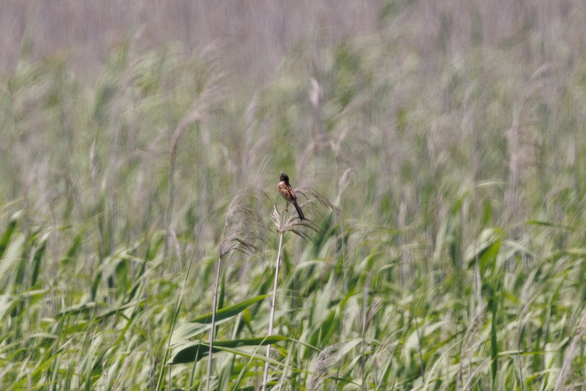 Ochre-rumped Bunting - ML640078511