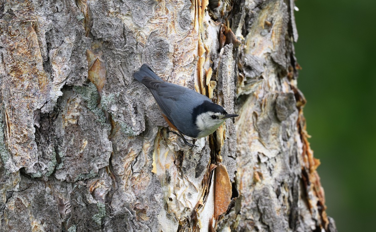 White-cheeked Nuthatch - ML640078547