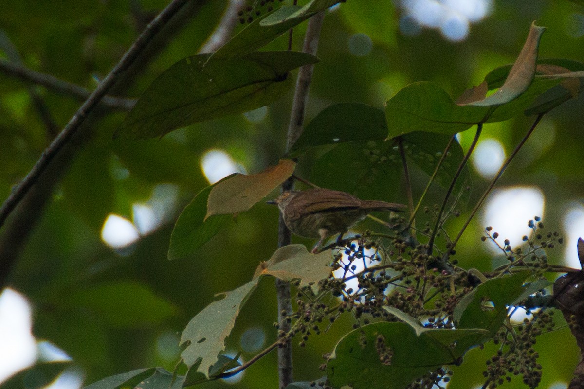 Spectacled Bulbul - ML640078560
