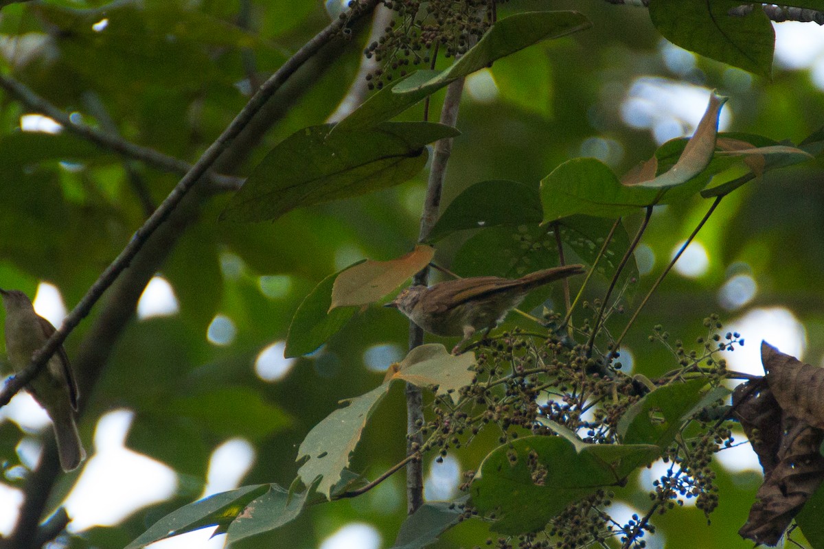 Spectacled Bulbul - ML640078561