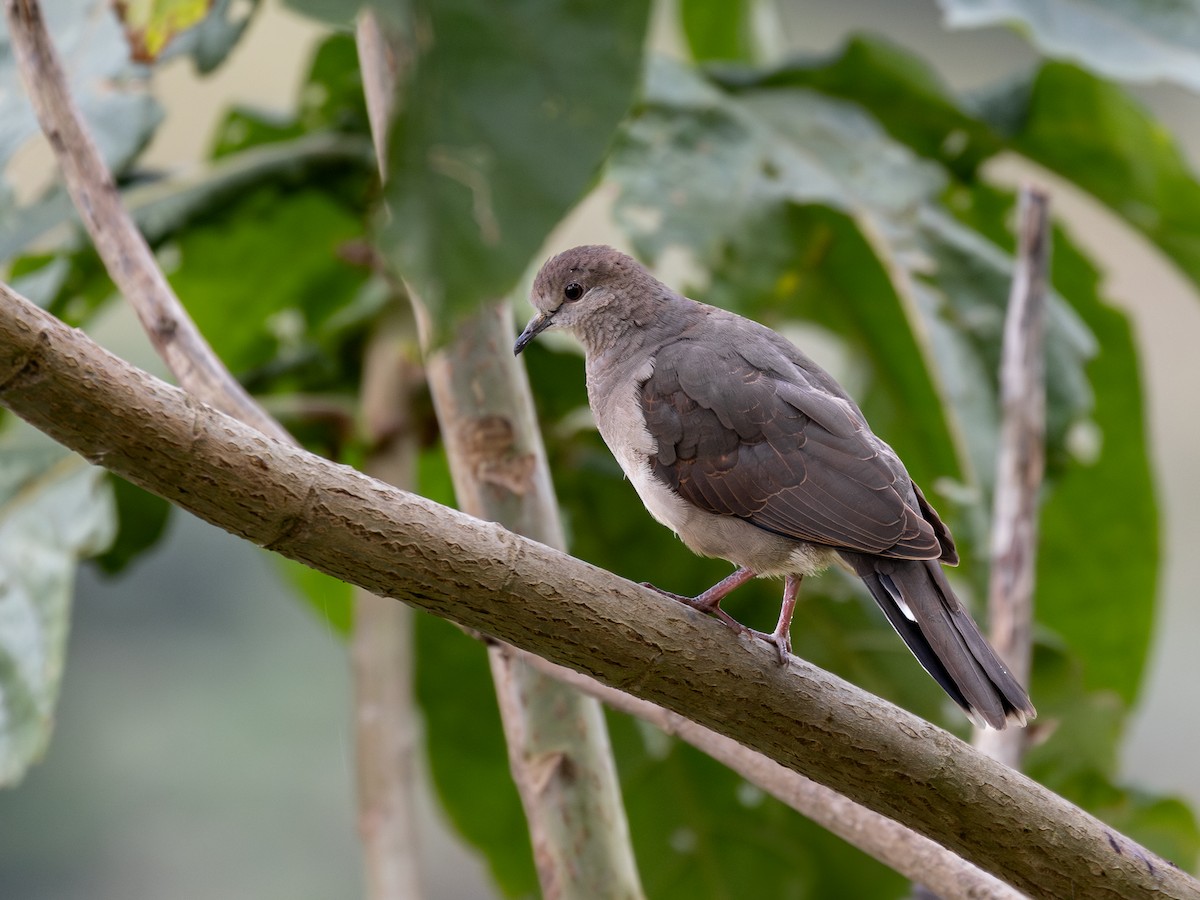 White-tipped Dove - ML640078604