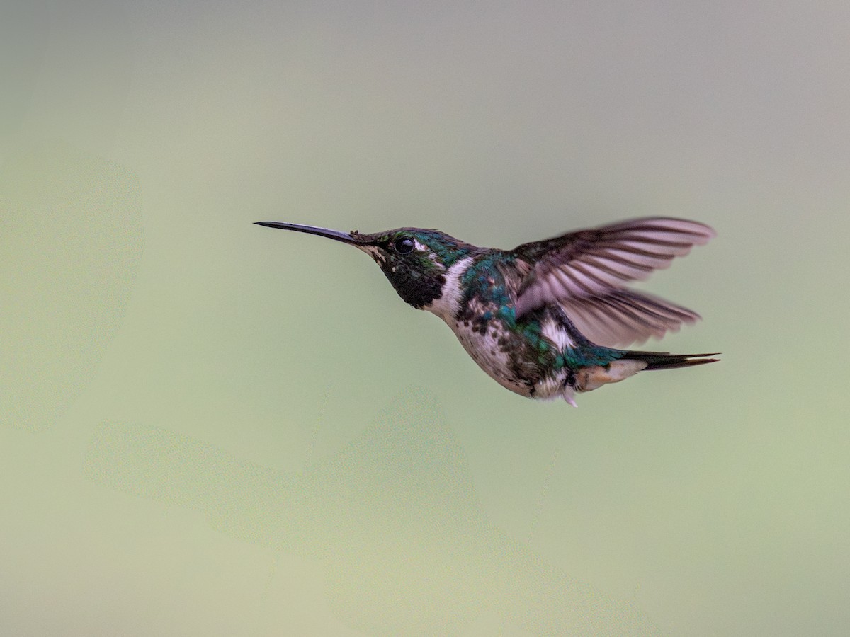 White-bellied Woodstar - ML640078664