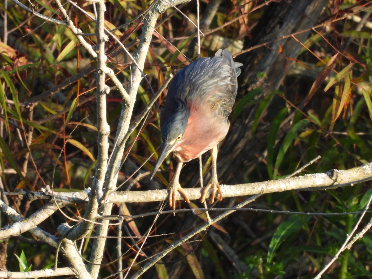 Green Heron - ML640078667