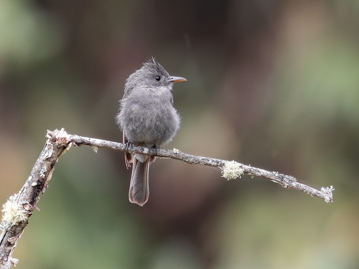 Smoke-colored Pewee - ML640078672