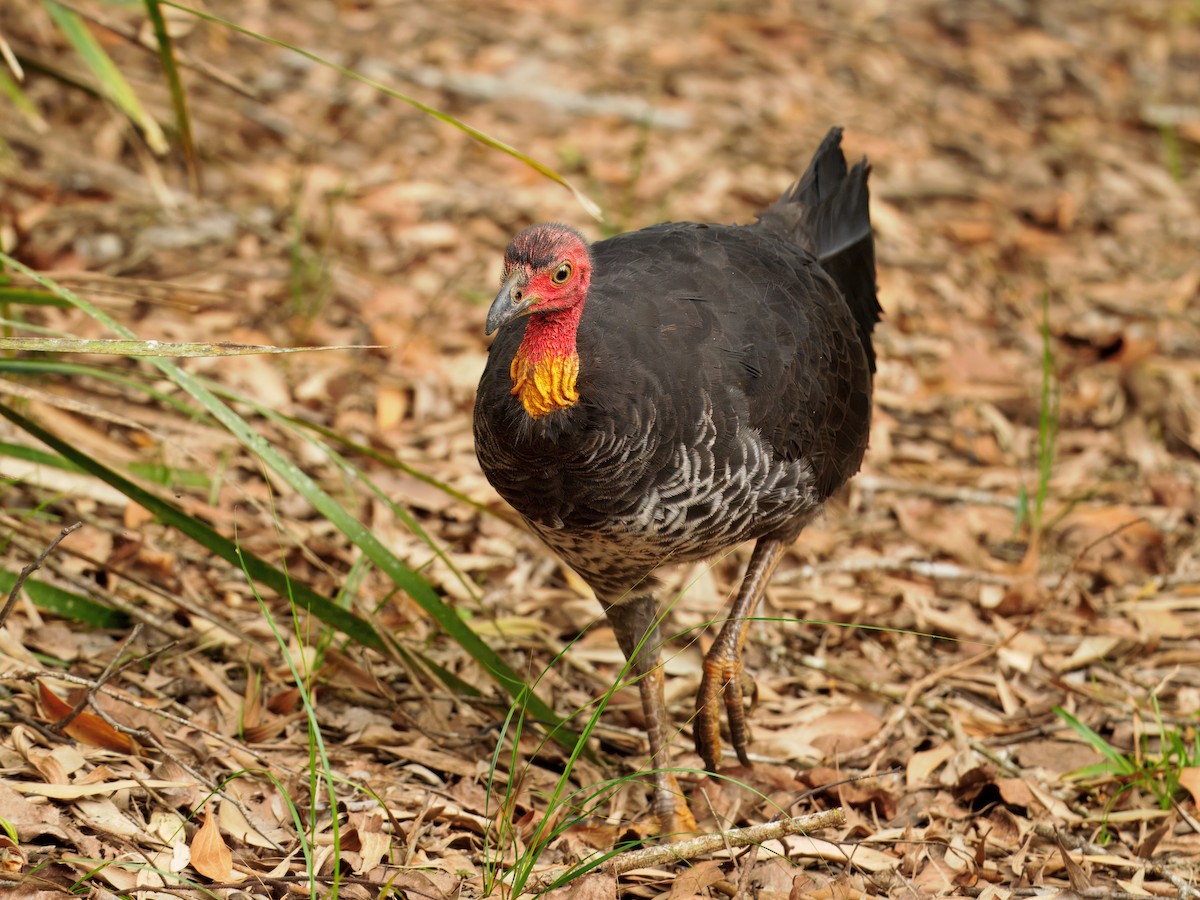 Australian Brushturkey - ML640078688