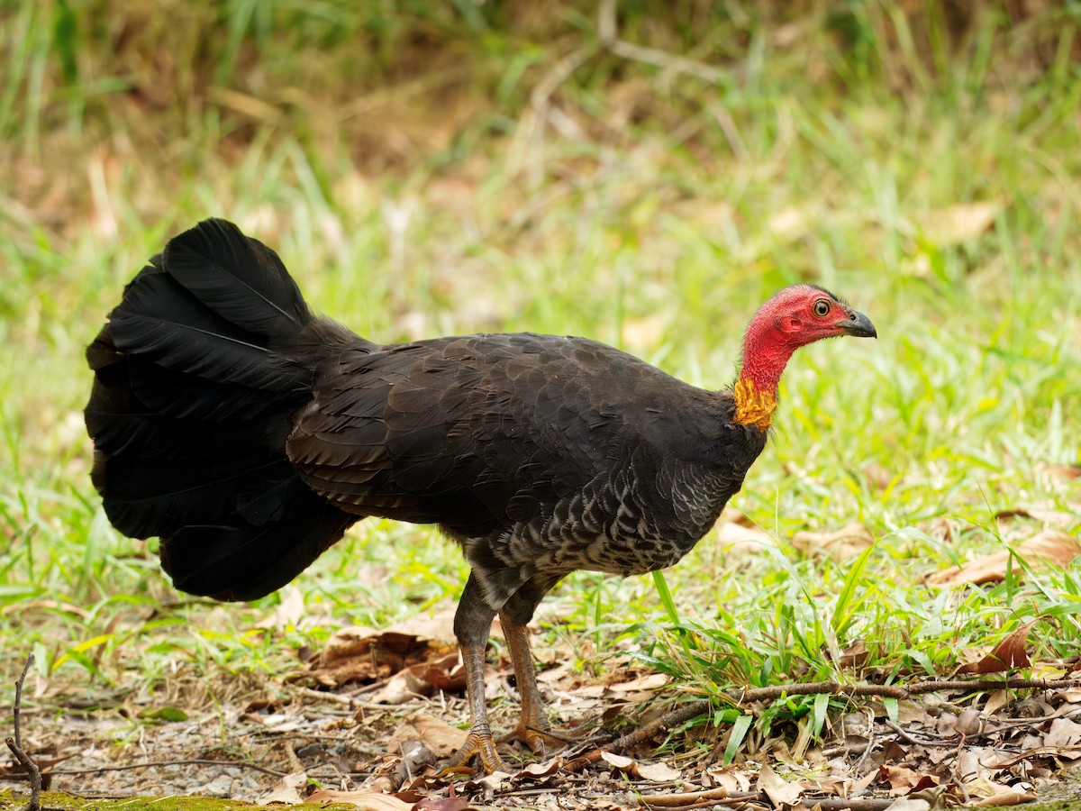 Australian Brushturkey - ML640078690