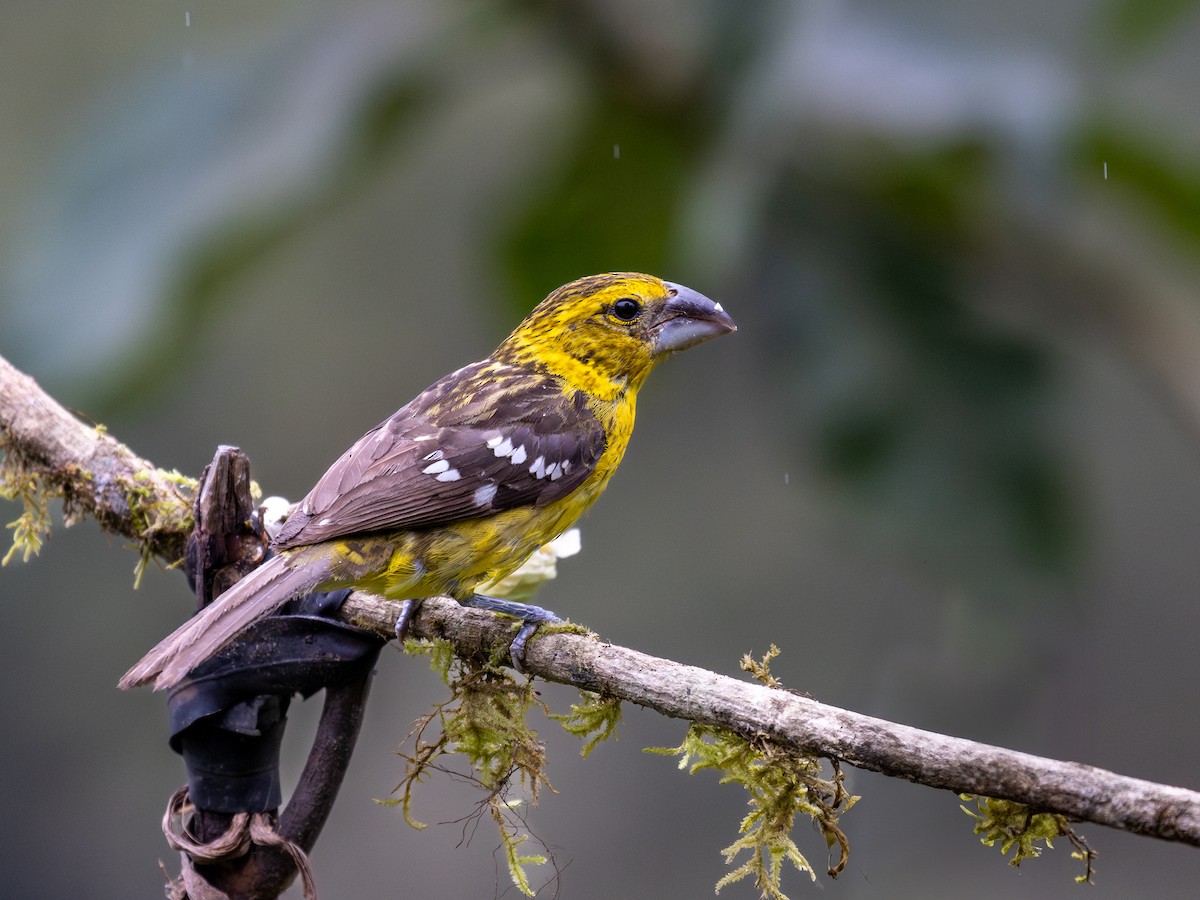 Golden Grosbeak - ML640078691
