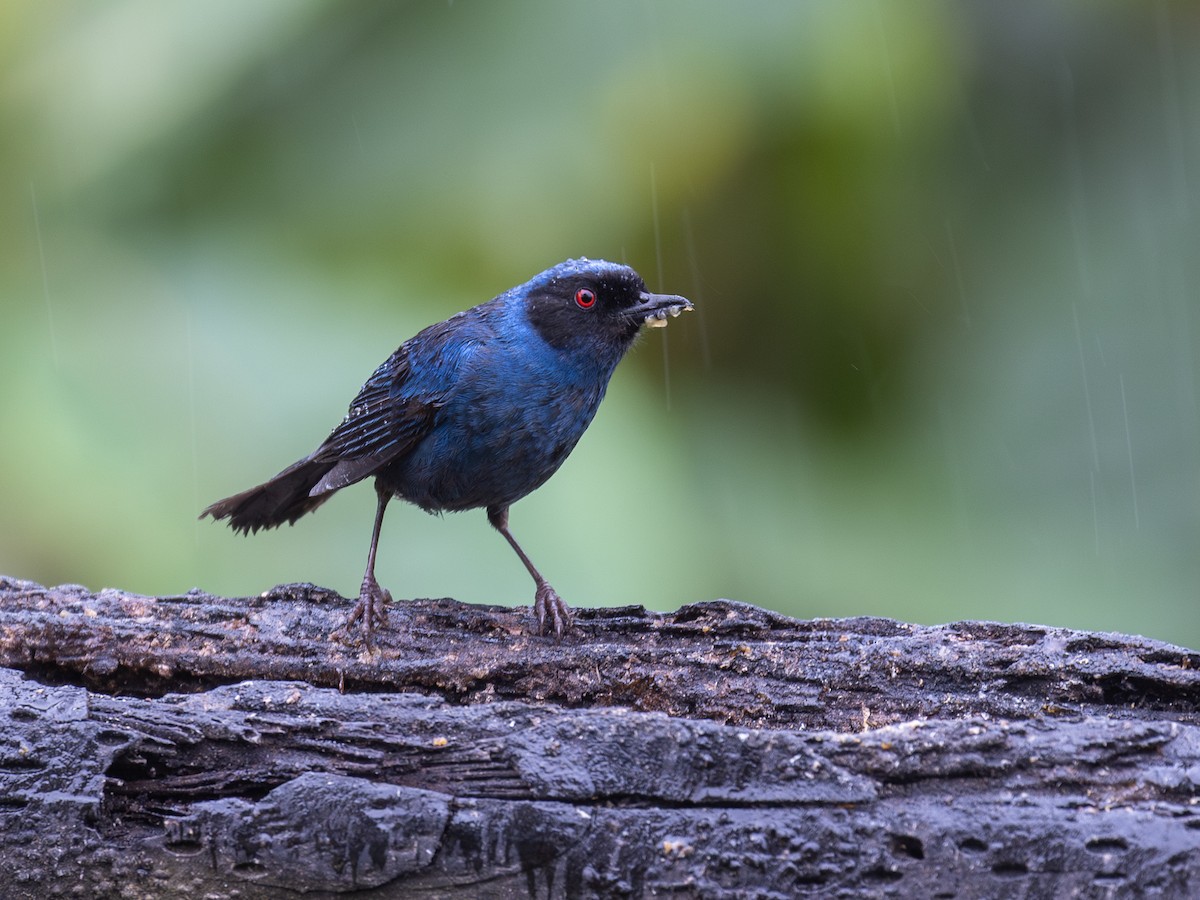 Masked Flowerpiercer - ML640078737