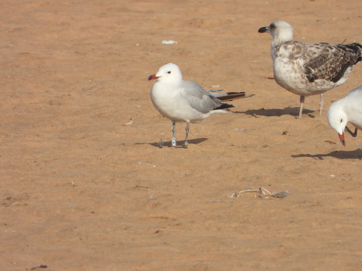 Audouin's Gull - ML640078820
