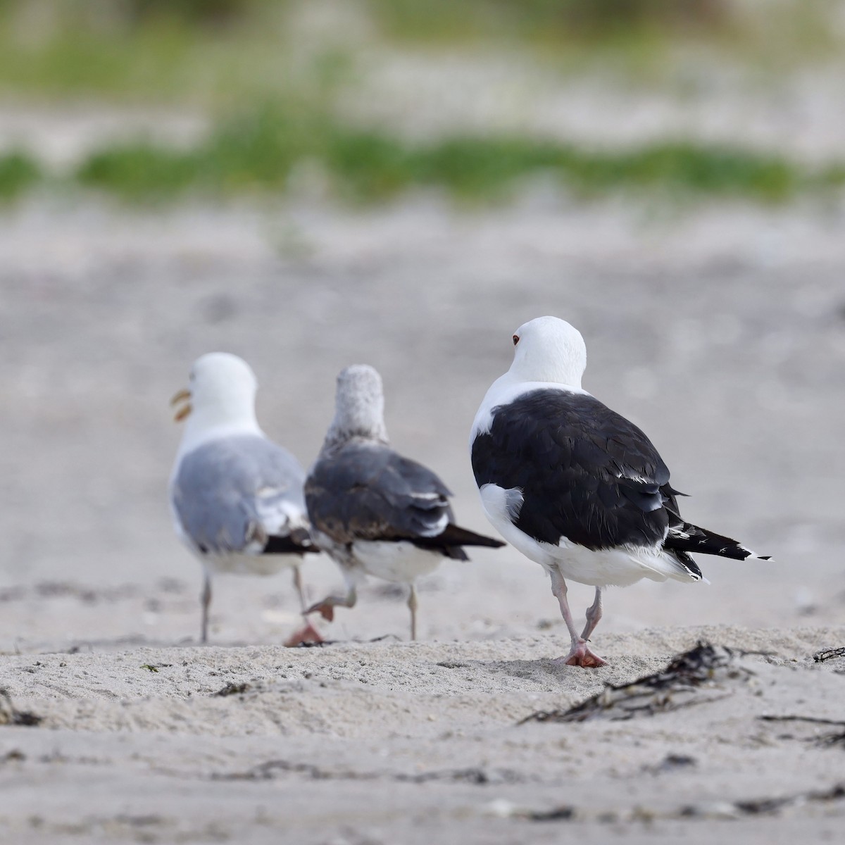 Lesser Black-backed Gull - Sameer Ajmani