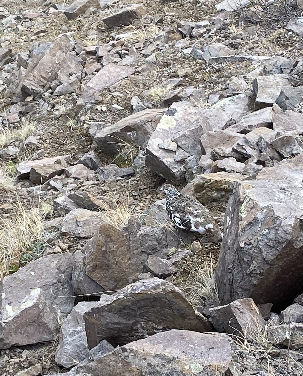 White-tailed Ptarmigan - ML640078854