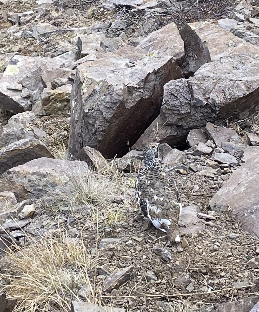 White-tailed Ptarmigan - ML640078855
