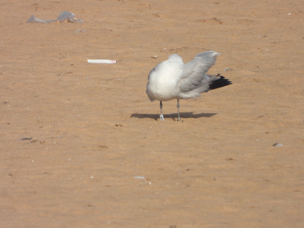 Audouin's Gull - ML640078856