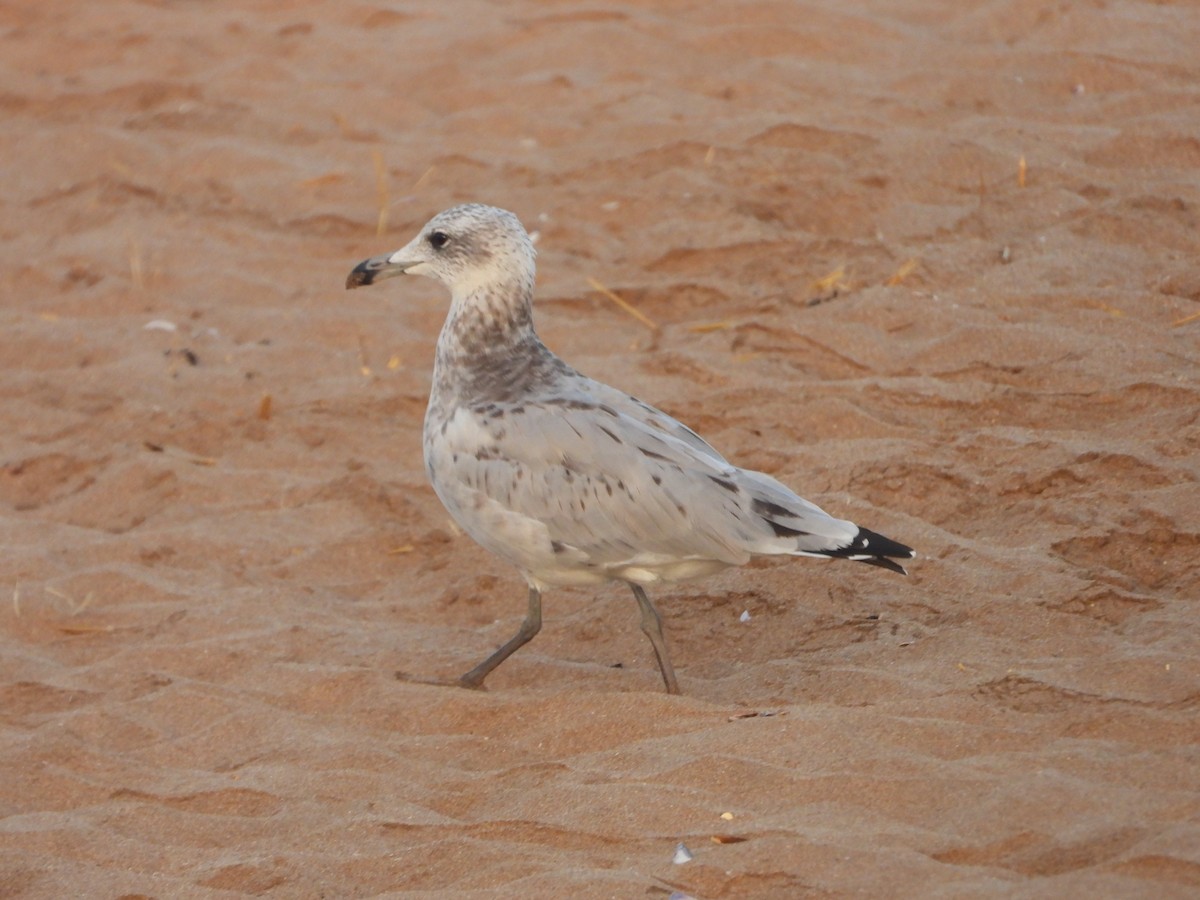 Audouin's Gull - ML640078887