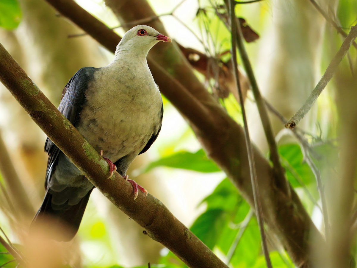 White-headed Pigeon - ML640078937