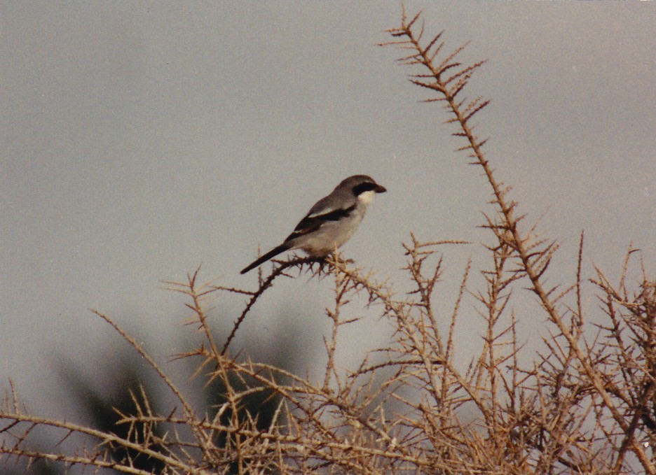 Great Gray Shrike (Sahara) - ML640078946