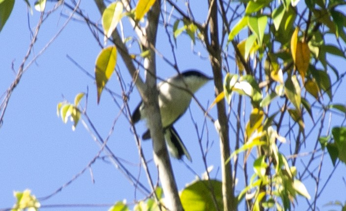 Tropical Gnatcatcher (atricapilla) - ML640079004