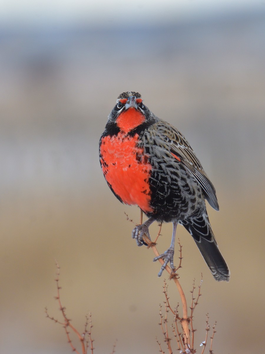 Long-tailed Meadowlark - ML640079161