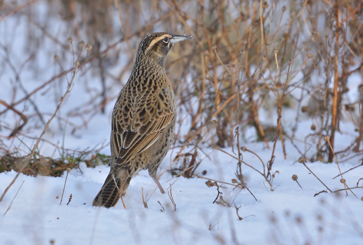 Long-tailed Meadowlark - ML640079162