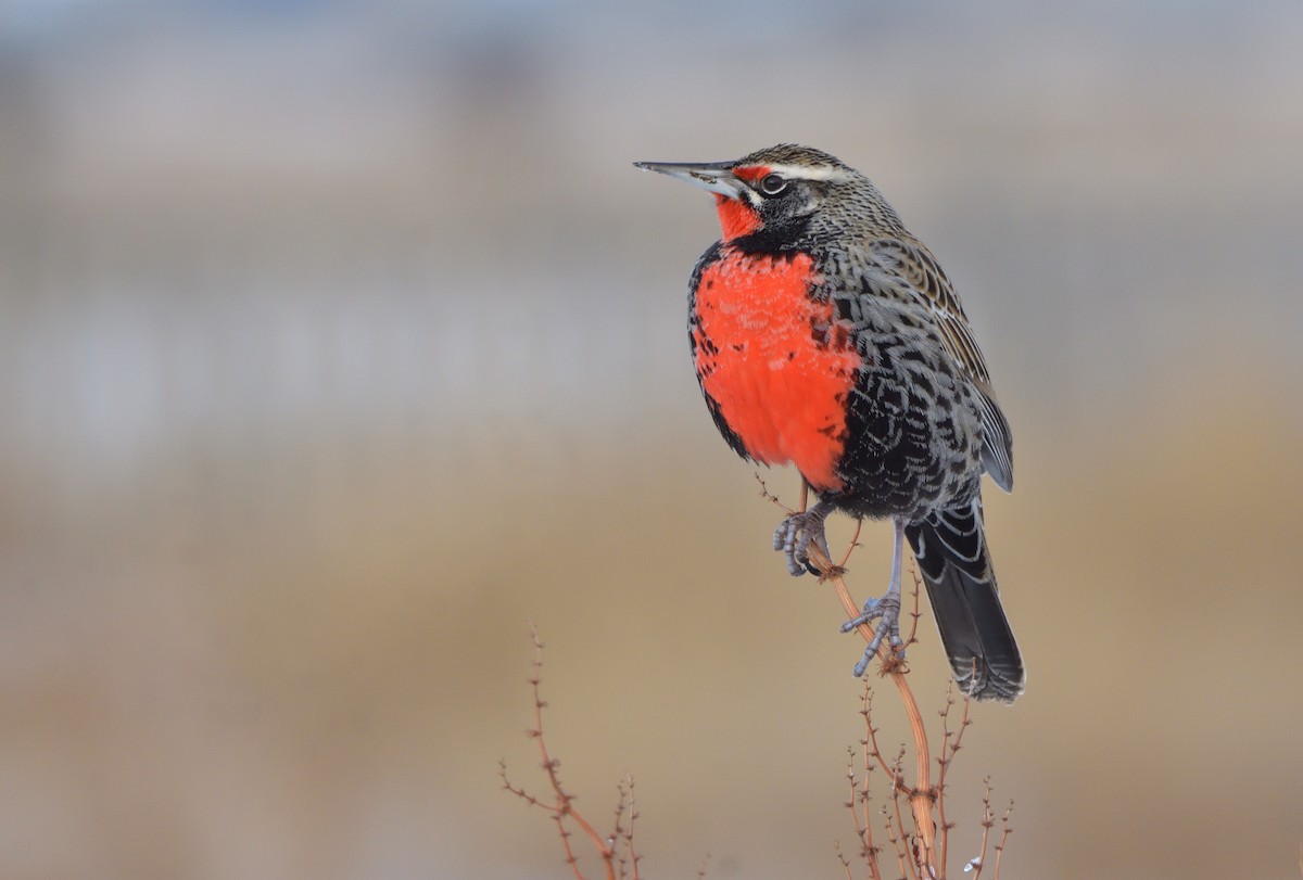 Long-tailed Meadowlark - ML640079163
