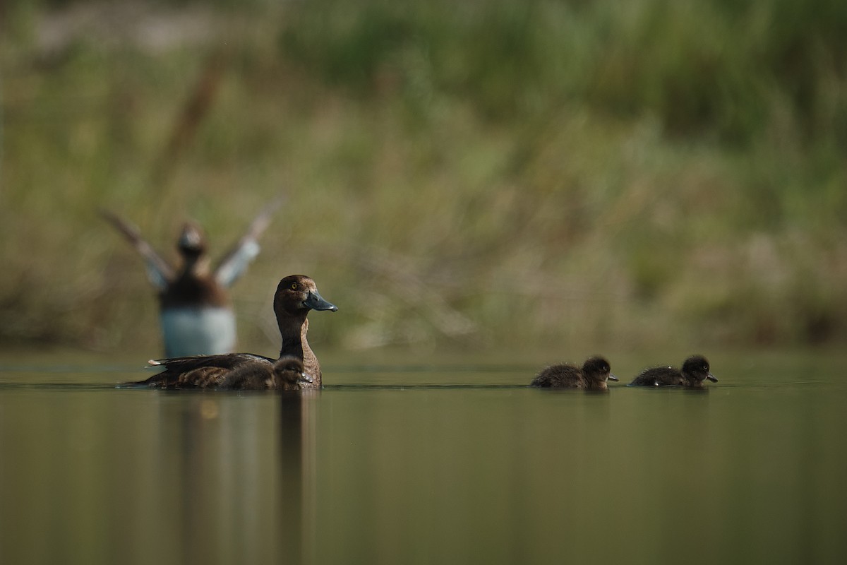 Tufted Duck - ML640079164